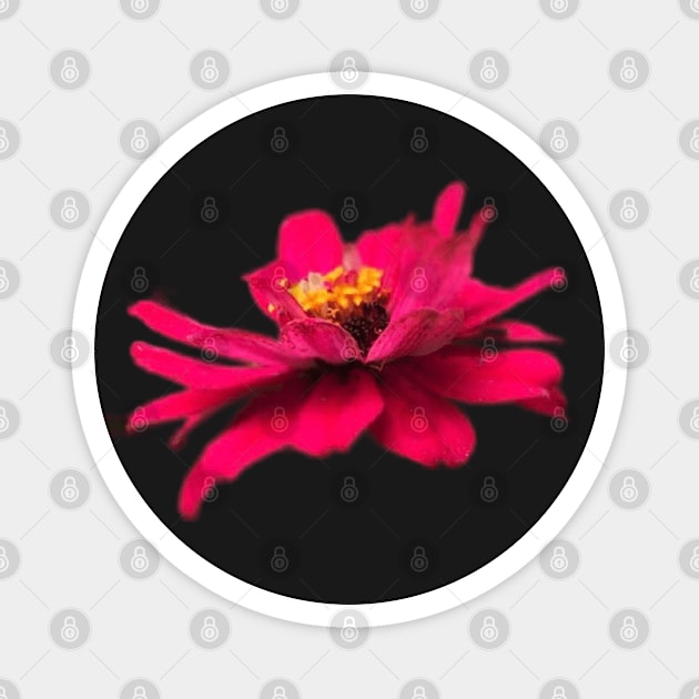 PNG pink zinnia flowers Magnet by Khala